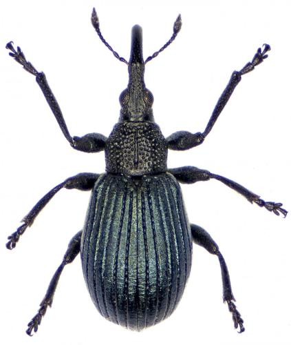 Pseudoprotapion elegantulum